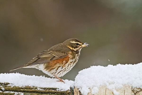 Redwing - on fence in snow - Bedfordshire UK 8837