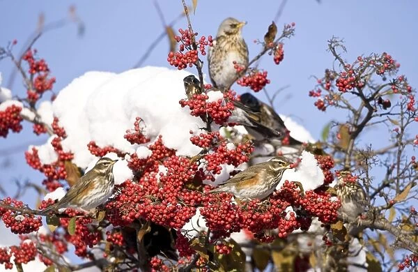 Redwing perched on branch covered in red berries and snow UK January