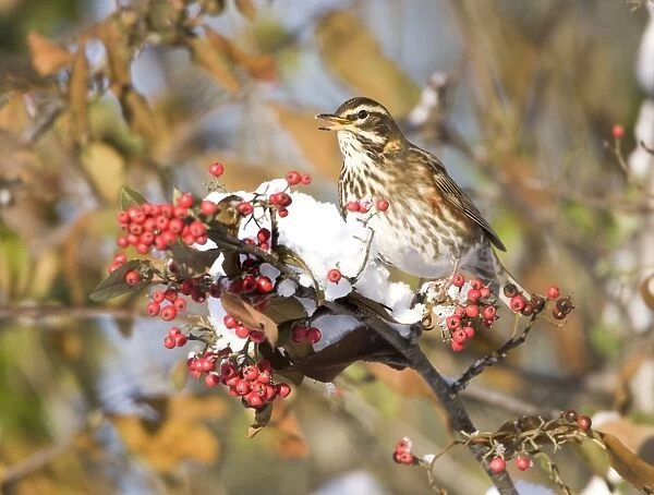 Redwing perched on branch covered in red berries and snow UK January