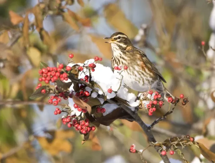 Framed Print : Redwing perched on branch covered in red berries and snow UK January Framed Print : Redwing perched on branch covered in red berries and snow UK January