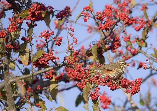 Redwing - perched on branch eating red berries UK January