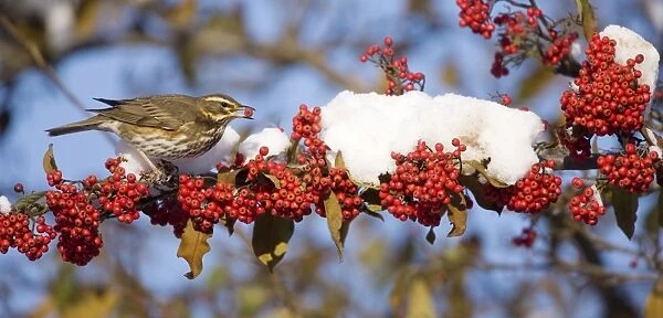 Redwing - with red berry in mouth - perched on branch covered in red berries and snow UK January