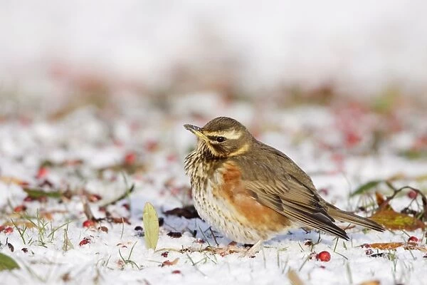 Redwing - In winter on snow covered ground foraging for rowen berries - Cleveland - UK