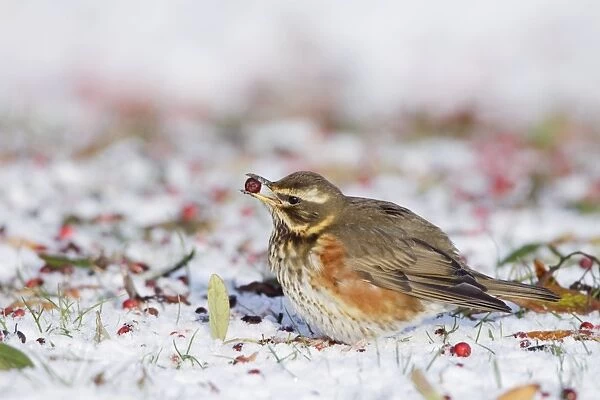 Redwing - in winter - on snow covered ground foraging for rowen berries - Cleveland - UK