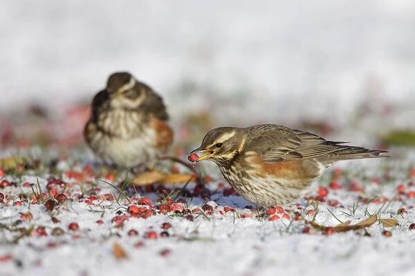Redwing - in winter - on snow covered ground foraging for rowen berries - Cleveland - UK