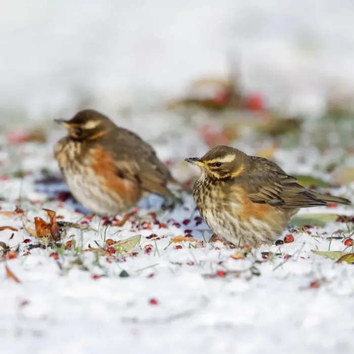 Framed Print : Redwing - in winter - on snow covered ground foraging for rowen berries - Cleveland - UK Manipulated Image: Two images taken sequentially and merged together in photoshop Framed Print : Redwing - in winter - on snow covered ground foraging for rowen berries - Cleveland - UK Manipulated Image: Two images taken sequentially and merged together in photoshop