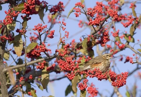 Redwings - perched on branch eating red berries - winter - UK