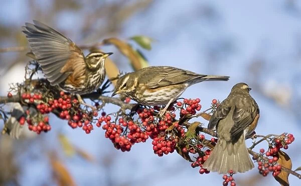 Redwings - perched on branch eating red berries - winter - UK