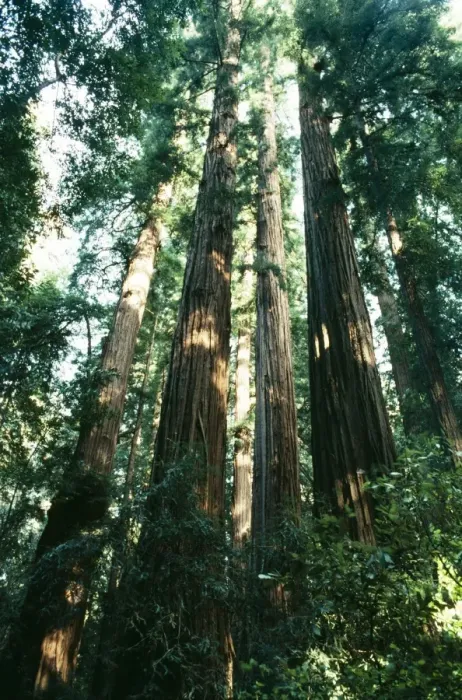 Framed Print : Redwood California Framed Print : Redwood California