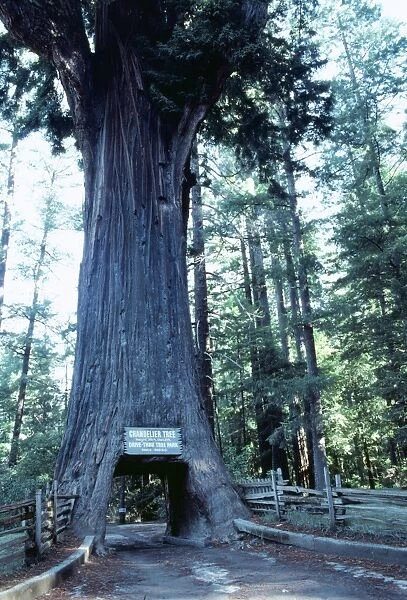 Redwood SR 6448A - HR Drive-through Redwood USA, California Leggatt © S. Roberts ARDEA LONDON