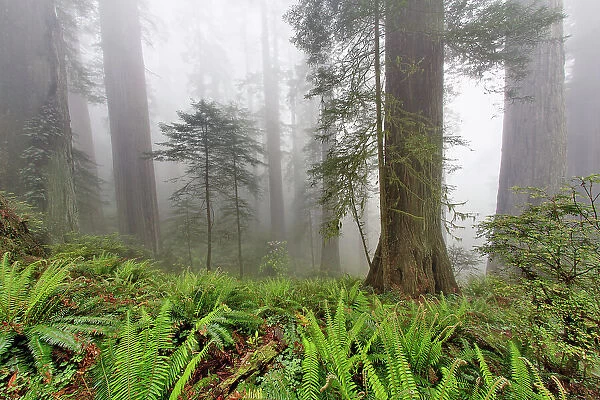 Redwood trees and ferns in fog. Redwood National Park, California Date: 25-12-2006