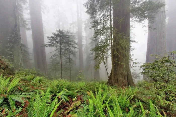 Framed Print : Redwood trees and ferns in fog. Redwood National Park, California Date: 25-12-2006 Framed Print : Redwood trees and ferns in fog. Redwood National Park, California Date: 25-12-2006