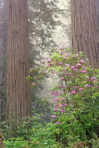Redwood trees and Pacific Rhododendron in fog, Redwood National Park, California Date: 02-06-2009