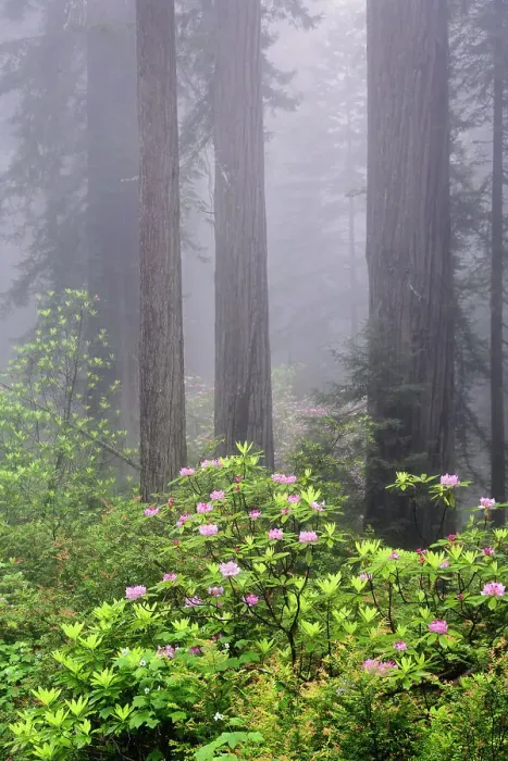 Framed Print : Redwood trees and Pacific Rhododendron in fog, Redwood National Park, California Date: 02-06-2009 Framed Print : Redwood trees and Pacific Rhododendron in fog, Redwood National Park, California Date: 02-06-2009