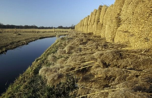 Reed bundles Overijssel, De Wieden nature reserve, The Netherlands