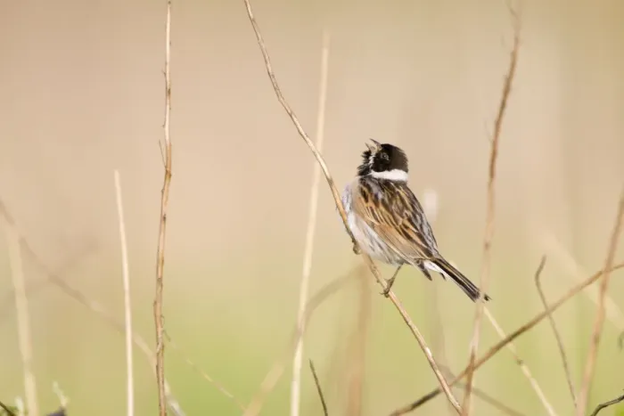 Framed Print : Reed Bunting Framed Print : Reed Bunting