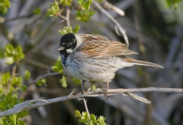 Reed Bunting - adult male perched in hedgrow - Oxon - UK - April