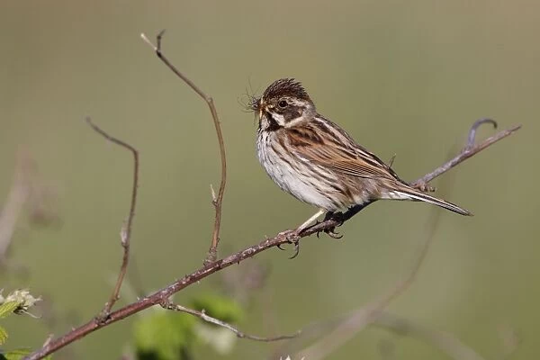 Reed Bunting - female - approaching nest carrying a crane fly and grubs in mouth for the chicks - Bowesfield Nature Reserve - Cleveland - UK
