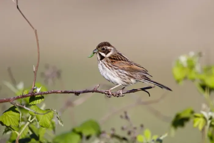 Framed Print : Reed Bunting - female - approaching nest carrying a caterpillar in mouth for the chicks - Bowesfield Nature Reserve - Cleveland - UK Framed Print : Reed Bunting - female - approaching nest carrying a caterpillar in mouth for the chicks - Bowesfield Nature Reserve - Cleveland - UK