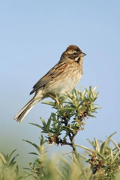 Reed Bunting - female perched on bush, Texel, Holland
