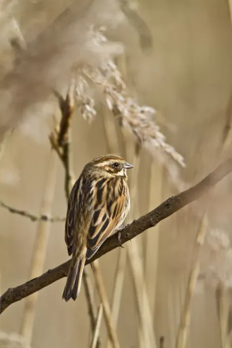 Framed Print : Reed Bunting - female in reeds - Norfolk UK 9272 Framed Print : Reed Bunting - female in reeds - Norfolk UK 9272