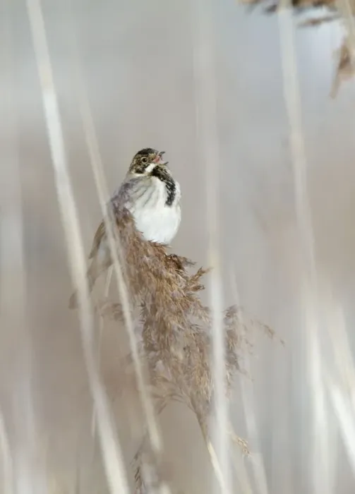Framed Print : Reed Bunting - male calling from reedbed in early spring - Bowesfield Nature Reserve - Cleveland - UK