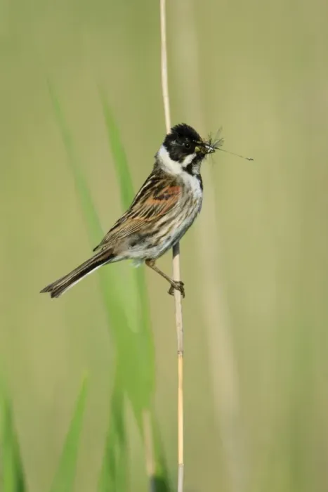 Framed Print : Reed Bunting - male with food in bill, Texel, Holland
