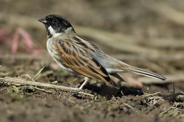 Reed Bunting - Male on shore of lake searching for food, spring-time. Hessen, Gremany