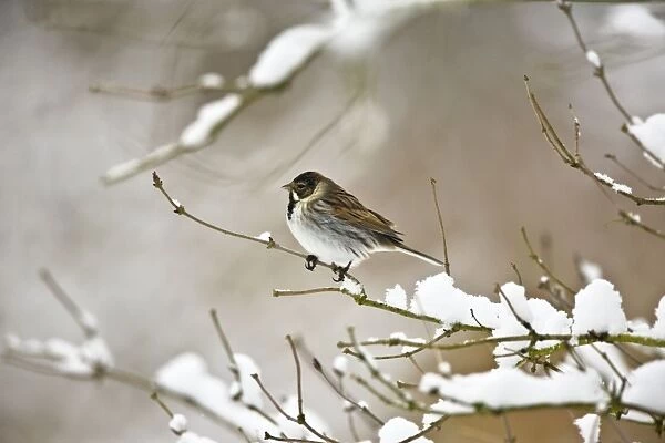 Reed Bunting -Male on snow covered branch - Oxon - UK - February