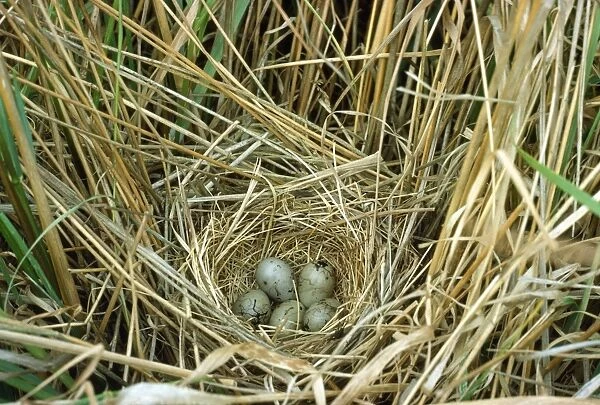Reed Bunting - nest and eggs