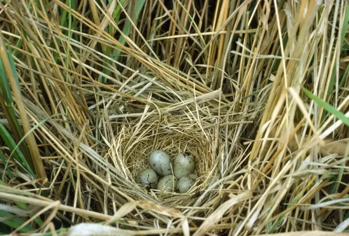 Framed Print : Reed Bunting - nest and eggs Framed Print : Reed Bunting - nest and eggs