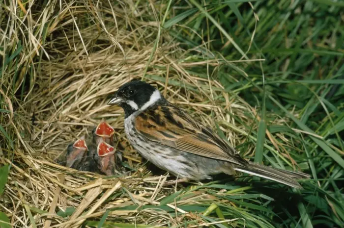 Framed Print : Reed Bunting - at nest with young