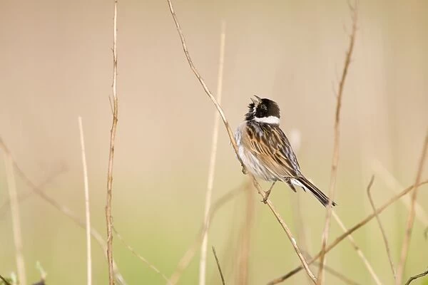 Reed Bunting - Typical view of adult male calling from a song perch among dry grasses