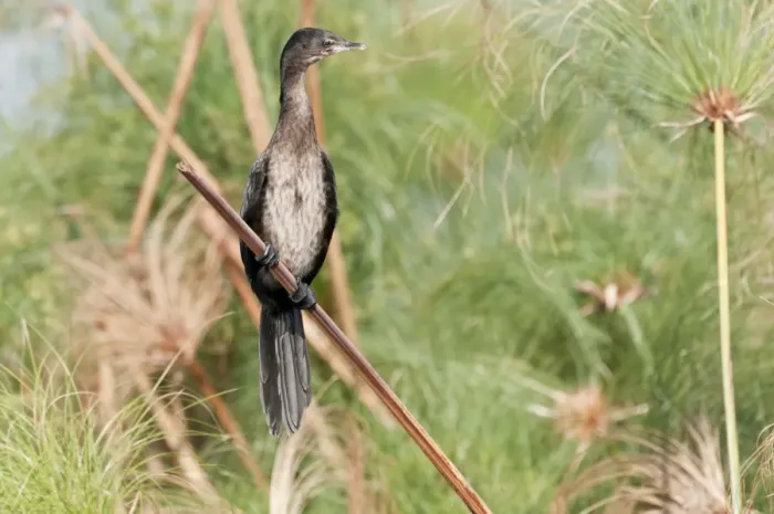 Framed Print : Reed Cormorant - perched on reed - Okavango River - Botswana Framed Print : Reed Cormorant - perched on reed - Okavango River - Botswana