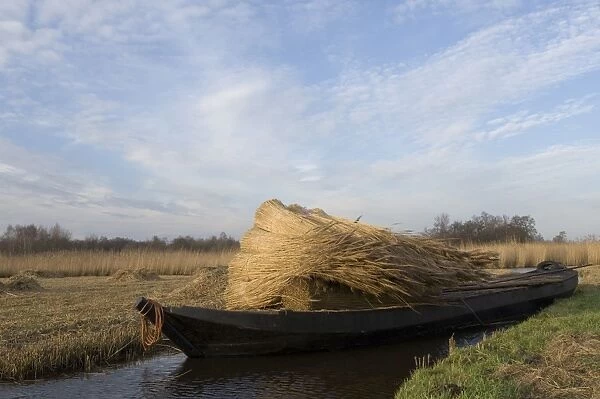 Reed culture Reed bundles are moved by boat in the fenland The Netherlands, Overijssel, nature reserve The Wieden