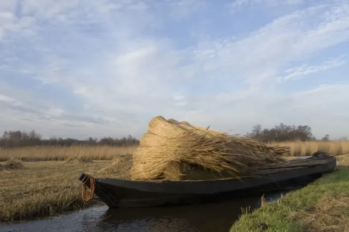 Framed Print : Reed culture Reed bundles are moved by boat in the fenland The Netherlands, Overijssel, nature reserve The Wieden Framed Print : Reed culture Reed bundles are moved by boat in the fenland The Netherlands, Overijssel, nature reserve The Wieden