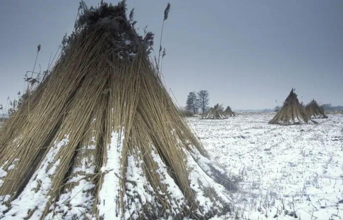 Framed Print : Reed culture Reed bundles stand up to dry at the snowy reed land The Netherlands, Overijssel, nature reserve The Wieden Framed Print : Reed culture Reed bundles stand up to dry at the snowy reed land The Netherlands, Overijssel, nature reserve The Wieden