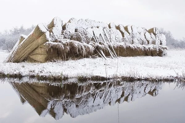 Reed culture - Stack of reed in winter, covered with snow - Overijssel, De Wieden - The Netherlands