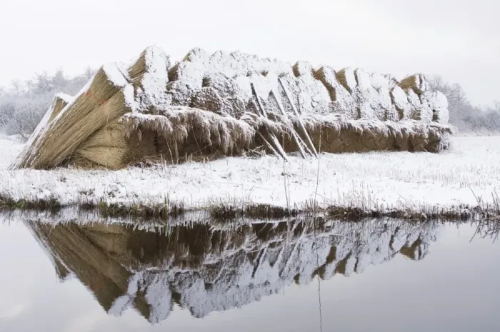 Framed Print : Reed culture - Stack of reed in winter, covered with snow - Overijssel, De Wieden - The Netherlands Framed Print : Reed culture - Stack of reed in winter, covered with snow - Overijssel, De Wieden - The Netherlands