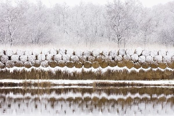 Reed culture - Stack of reed in winter, covered with snow The Netherlands, Overijssel, De Wieden