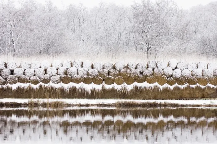 Framed Print : Reed culture - Stack of reed in winter, covered with snow The Netherlands, Overijssel, De Wieden Framed Print : Reed culture - Stack of reed in winter, covered with snow The Netherlands, Overijssel, De Wieden