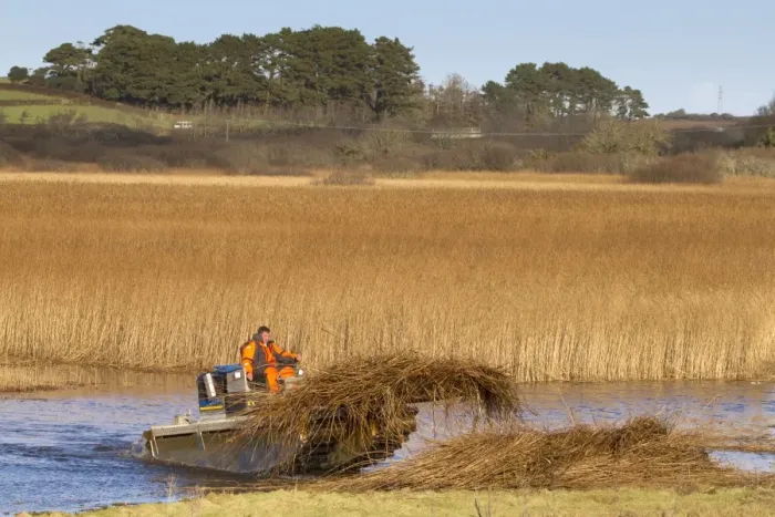 Framed Print : Reed Cutting - Marazion Marsh - Cornwall - UK Framed Print : Reed Cutting - Marazion Marsh - Cornwall - UK