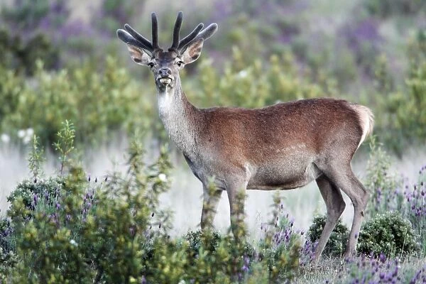 Reed Deer - young stag with new developing antlers, covered in velvet, region of Alentejo, Portugal