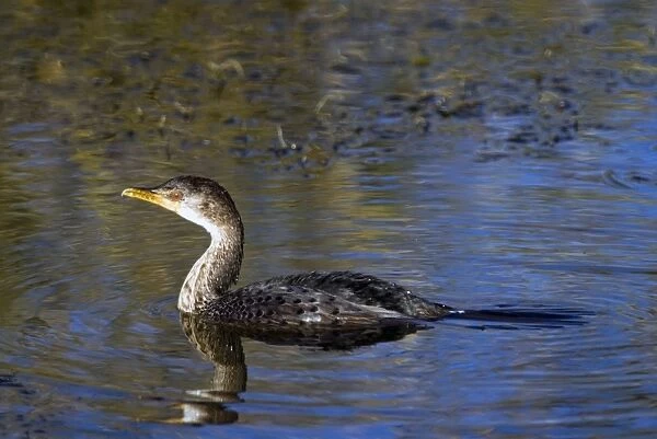 Reed  /  Long-tailed Cormorant. Andries Vosloo Kudu Reserve - nr Grahamstown - Eastern Cape - South Africa