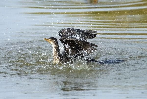 Reed  /  Long-tailed Cormorant - bathing. Andries Vosloo Kudu Reserve, nr Grahamstown, Eastern Cape, South Africa