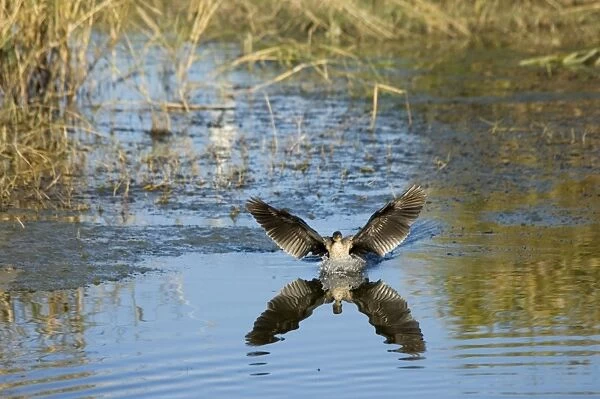 Reed  /  Long-tailed Cormorant - landing on water. Andries Vosloo Kudu Reserve - nr Grahamstown - Eastern Cape - South Africa