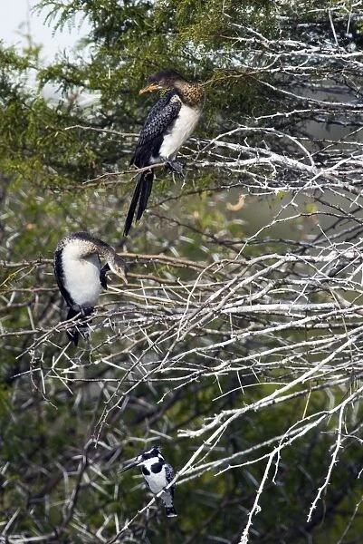 Reed  /  Long-tailed Cormorant - perched in tree after fishing (Pied Kingfisher perched below)