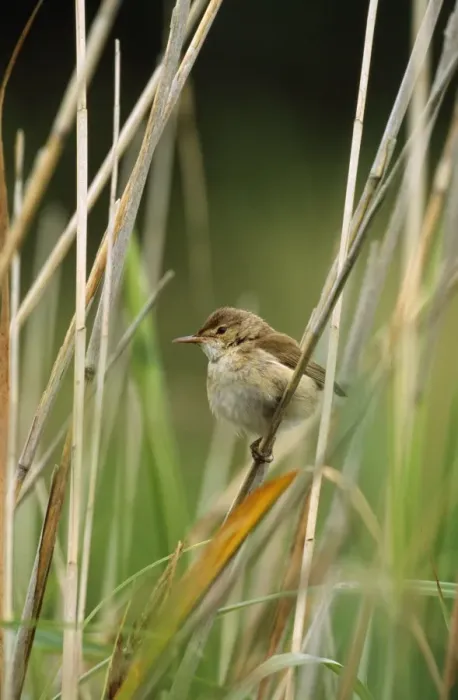 Framed Print : Reed Warbler