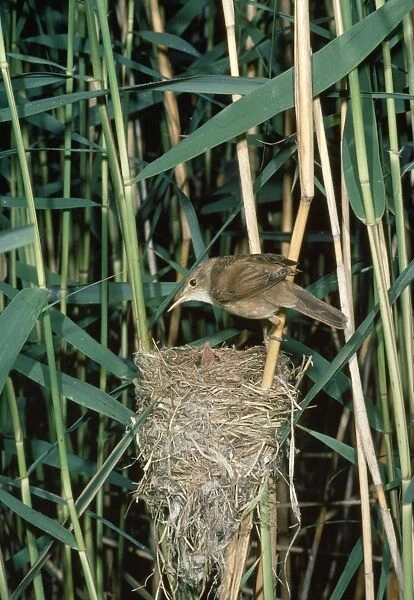 Reed Warbler - adult at nest with young