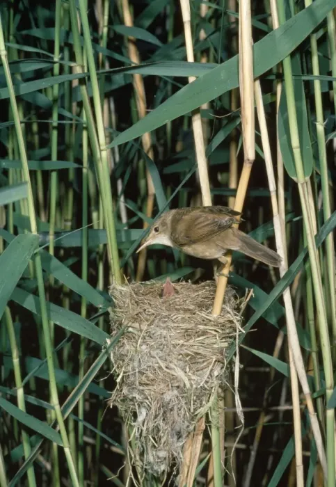 Framed Print : Reed Warbler - adult at nest with young Framed Print : Reed Warbler - adult at nest with young